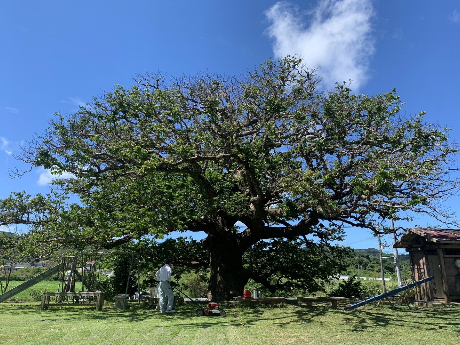 アカギヒメヨコバイ被害の木